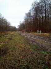 Wald nördlich B105 Bad Doberan