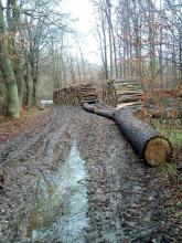 alte Eichen östlich Bad Doberan