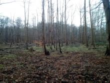 Wald Bad Doberan nach Durchforstung