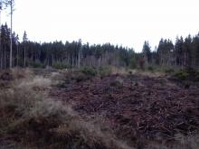 Kahlschlag Arlitzwald