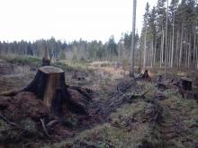 Arlitzwald Kahlschlag und Wegeschäden