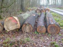 Die meisten der gelagerten Stämme wurden im Bestand gefällt, keine Wegesicherung
