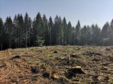 Einer der Kahlschläge