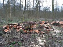 Viele Bäume wurden gleich zu Brennholz zersägt