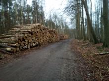 Polder 2 Stadtwald Kühlungsborn