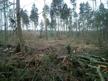 Tannenschlag Stadtwald Kühlungsborn