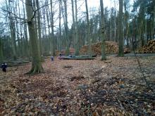 Kindergarten in gefällten Buchen