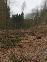 Tote Baue wurden gefällt