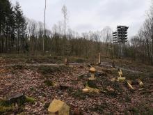 Tote Bäume wurden gefällt. Im Hintergrund Baumwipfelpfad Saarschleife