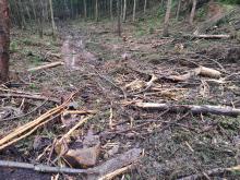 Einer der Kahlschläge