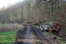 Mindere Buchen. W Stutterich