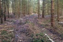 Kronenmaterial liegt zwischen den Fahrspuren