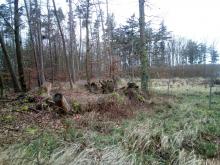 ehemaliger Kahlschlag mit Sturmschäden bei Questin