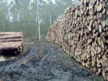 Polder am Eingang des Forstes Neubukow