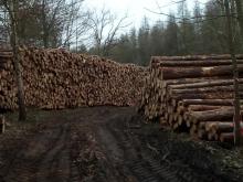 Holzausbeute im Forst nördlich Neubukow