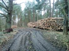Nadelholzpolder nördlich der Umgehungsstraße Neubukow
