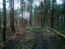 Rückegasse nördlich der Umgehungsstraße Neubukow