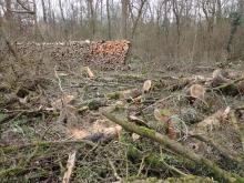 Überall liegen gefällte Bäume herum.