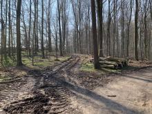 1 Waldarbeit im Naturschutzgebiet - © Loof_93 // 2019