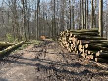 3 Waldarbeit im Naturschutzgebiet - © Loof_93 // 2019