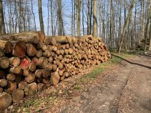 4 Waldarbeit im Naturschutzgebiet - © Loof_93 // 2019