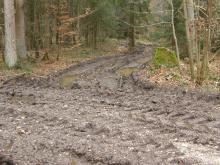 Harvesta Schaden der Staatsforsten