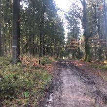 vor_dem_Einschlag_markierte_Baeume