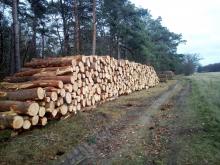 Polder am Waldrand Teßmannsdorfer Tannen