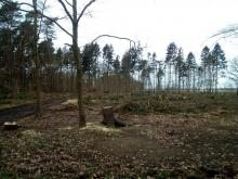 Kahlschlag am Salzhaff bei Roggow