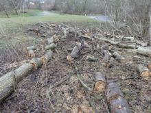min. 10 ha Wald wurden seit 2014 auf dem Kienberg gerodet (die &quot;selektiven Baumentnahmen&quot; nicht mitgerechnet)