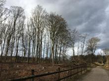 Alle dicken Stämme sind weg