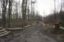 Buchefällungen am Wegesrand gelagert