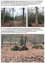 FFH Reliktwald Ost Ab.121