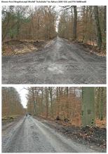 Viernheimer Staatswald Natura 2000 VSG u. FFH Reliktwald