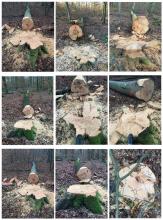 Bild5 Gefällte Buchen