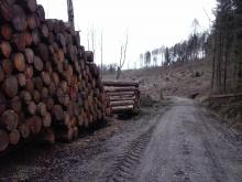 Wegeschäden, Kahlschlag und Holzstapel
