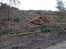 gerodetes Waldstück mit Holzhaufen