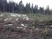 Holzeinschlag auf etwa 100x150m