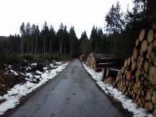 Weg mit den geschlagenen Stämmen