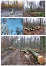 Gefällte Buchen in Abt.128