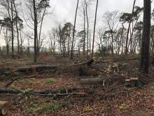 Dieser Wald war vor kurzem noch dicht bewachsen.