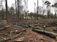 Gefällte Bäume wurden einfach liegengelassen.