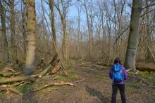 Rückegasse quer zum befestigten Abfuhrweg mitten in den bisher unversehrten Altholz-Blausternbestand. NSG Steiner Wald, Biblis-Nordheim. c Joachim2019