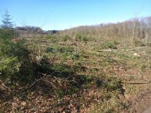 Teil der gerodeten Fläche