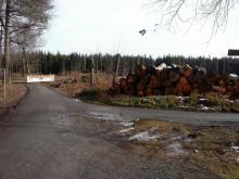 Gesperrter Weg mit quer gelegten Bäumen