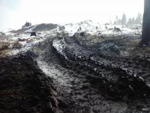 zerfahrener Waldboden zum Kahlschlaggebiet