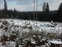 Kahlschlag, die Stämme liegen noch verteilt, zwei tote Bäume stehen noch. Hier lebten Wildhasen