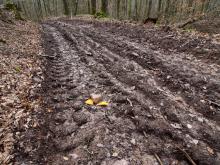 Tiefe Spuren nach Holzeinschlag