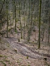 Tiefe Spuren nach Holzeinschlag in Steillage