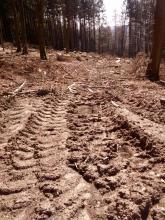 Tiefe Furchen im Waldboden, hinten sieht man die Baumstümpfe